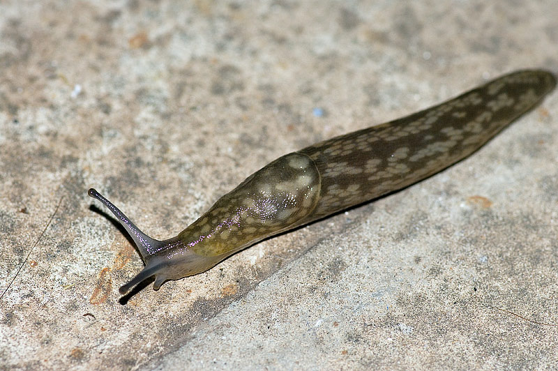 Finalmente li fotografo: Limacus flavus